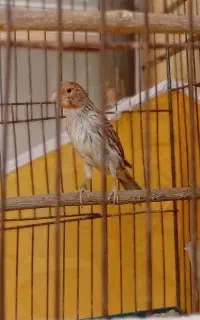 قناری آگات