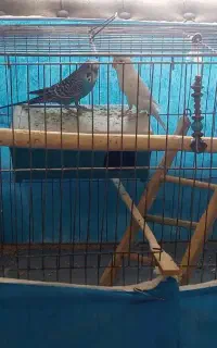 یک جفت مرغ عشق بامزه