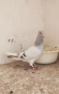 ابگول دم سفید ماده جوون
