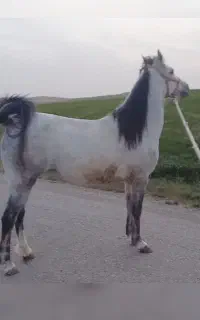 فروش مادیان و کره