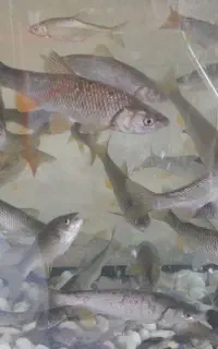 بچه ماهی برای ماهیگیری
