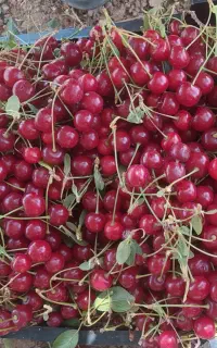 آلبالو اسفرجانی سبدی