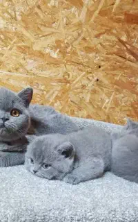 گربه های بریتیش خالص بلو و نژاد اسکاتیش دوماهه