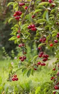 سمپاشی انواع درختان هستم