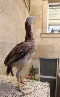 فروش جوجه لاری