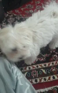 سک پامر روباهی