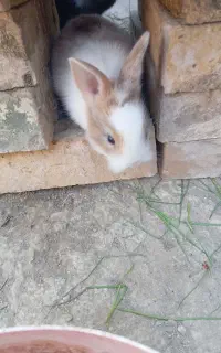 خرگوش