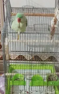 پرنده