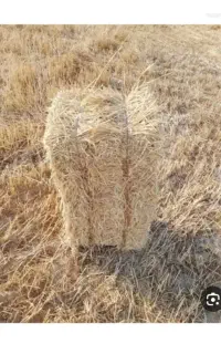 پرس کلش گندم کف ماشین