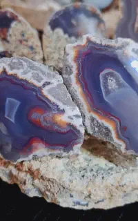 سنگای معدنی شجر عقیق سلیمانی