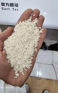 برنج گیلانی