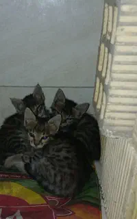 واگذاری سه بچه گربه
