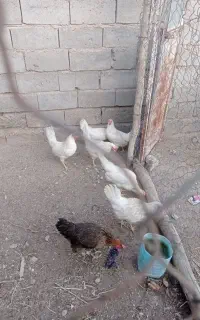 شش عدد مرغ سفید