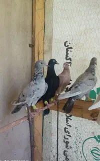 4عدد هفت رنگ