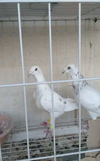 آلمانی کاغذی
