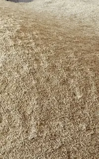 بذری جو