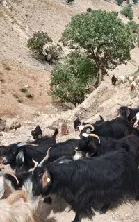 بز داشتی