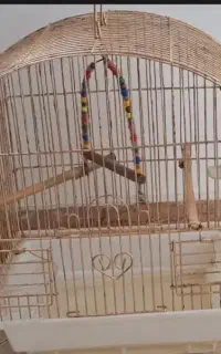 قفس هر دو زیبا و سالم