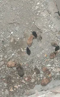 خرگوش