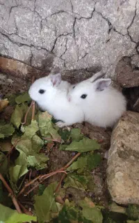 فروش بچه خرگوش