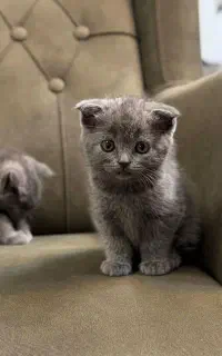 واگذاری اسکاتیش نر