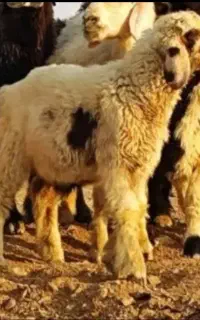 بره نر ایسونم