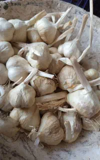 سیر دستچین شده طلا بار