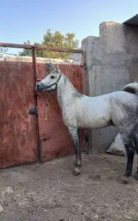 باسلام یک راس نریان کرد خالص