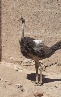 شترمرغ یک عددفروشی