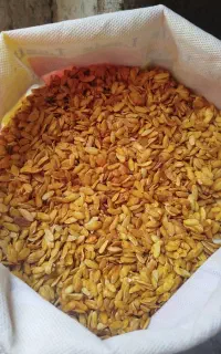 تخم سفیدک