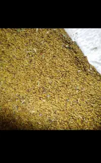 بذر یونجه درجه یک(۳۵کیلو گرم)