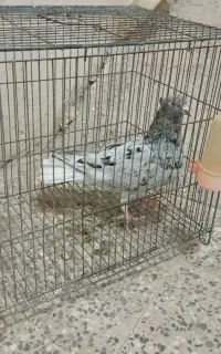 ماده چریک دم سفید
