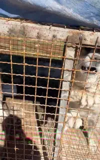 سگ قدر جونی اصل هچولی