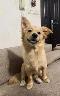 سگ اشپیتز ماده