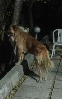 سگ نگهبان