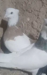 طوقی