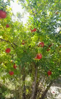 نهال انار دانه مشکی امامزاده سید علی اکبر