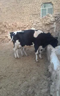 گاو شیری با گوساله نر