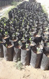 نهال پسته