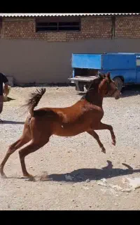 کره مادیان کرد ۱۶ ماه دوسر شجره