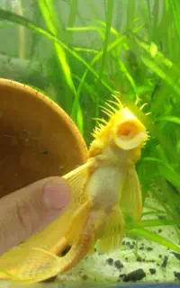 ماهی لجن خوار پوزه بوته ای میگوردچری گیاه شبیدی