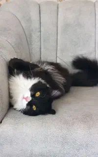 گربه DLH ماده