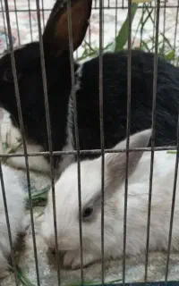 بچه خرگوش