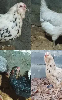 مرغ گلین کرچ وتخمگذار جنگلی استثنایی و خاص
