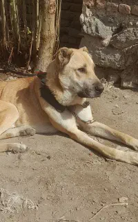 سگ نگهبان