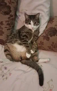 گربه گم شده همه ی توضیحات در اگهی درج شده