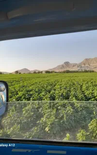 کاه لوبیا سفید درجه یک