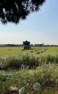 یونجه علوفه یونجه پرس یونجه