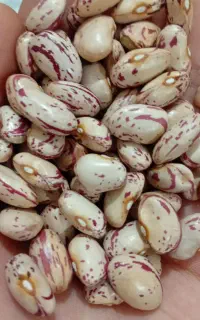 جعفر آباد