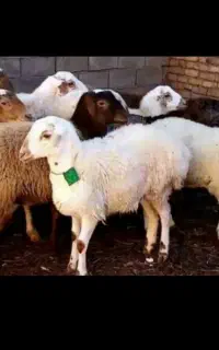 مرکز فروش گوسفندزنده بره  نذری عقیقه با ذبح رایگان